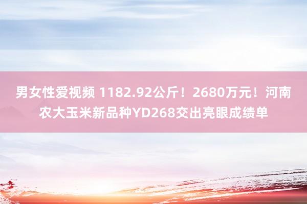 男女性爱视频 1182.92公斤！2680万元！河南农大玉米新品种YD268交出亮眼成绩单